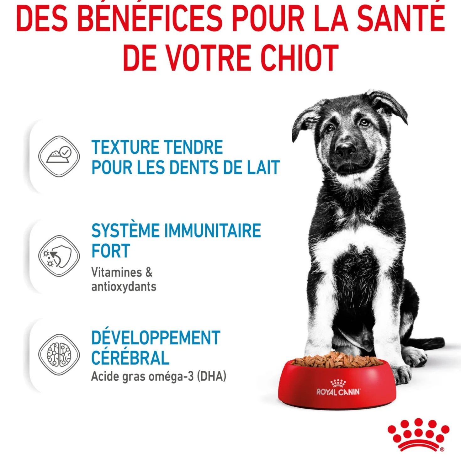 Royal Canin Maxi Puppy en sauce - pâtée chiot