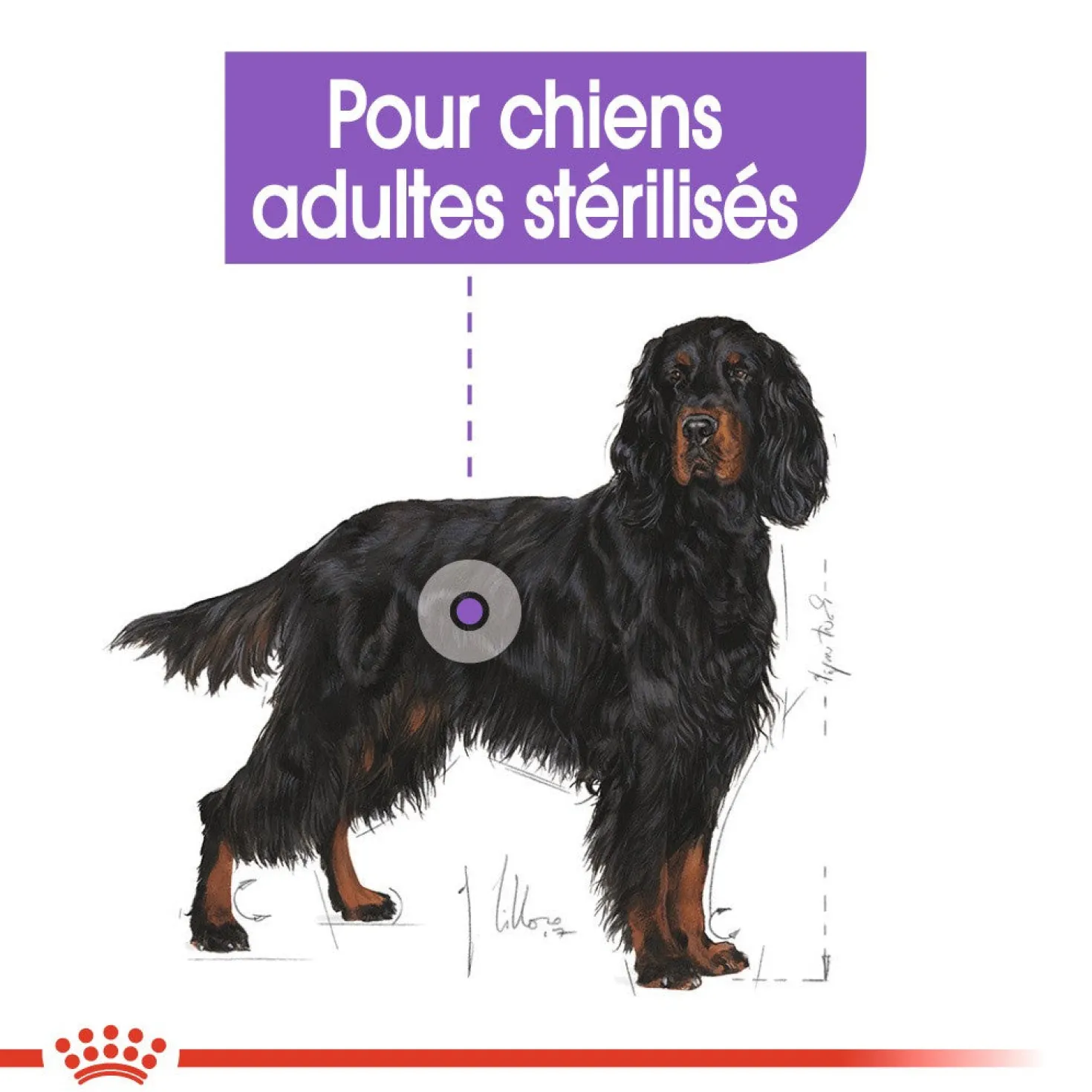 Royal Canin Maxi Sterilised - Croquettes pour chien 12kg