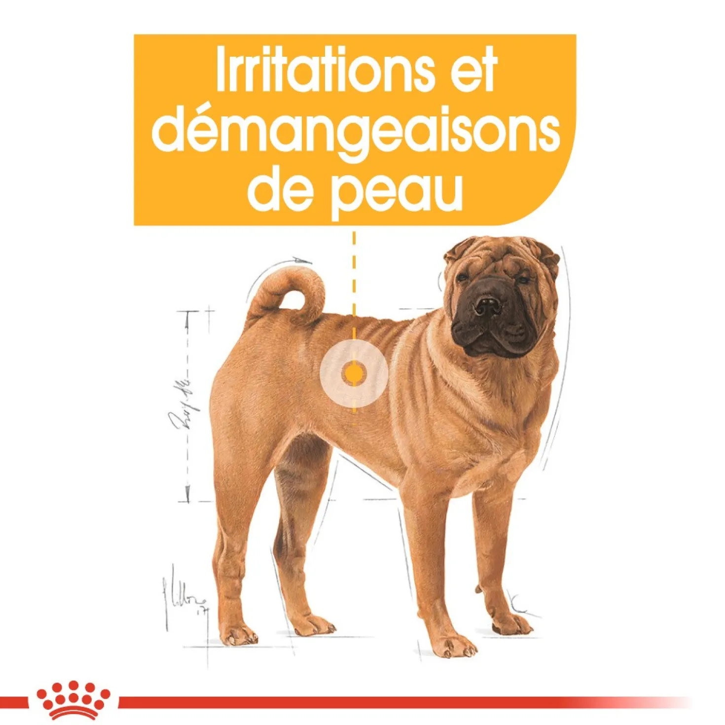 Royal Canin Medium Dermaconfort