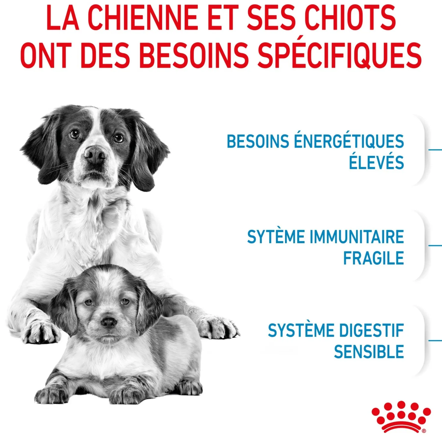 Royal Canin Medium Starter - croquettes chiot, chienne