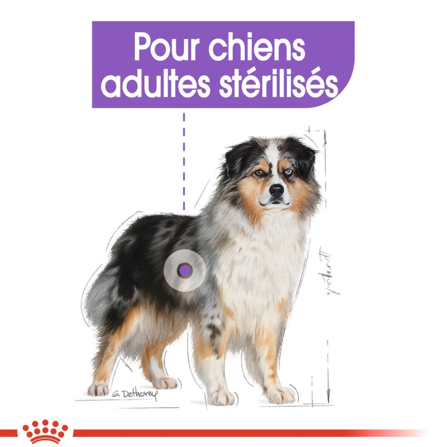 Royal Canin Medium Sterilised - Croquettes pour chien