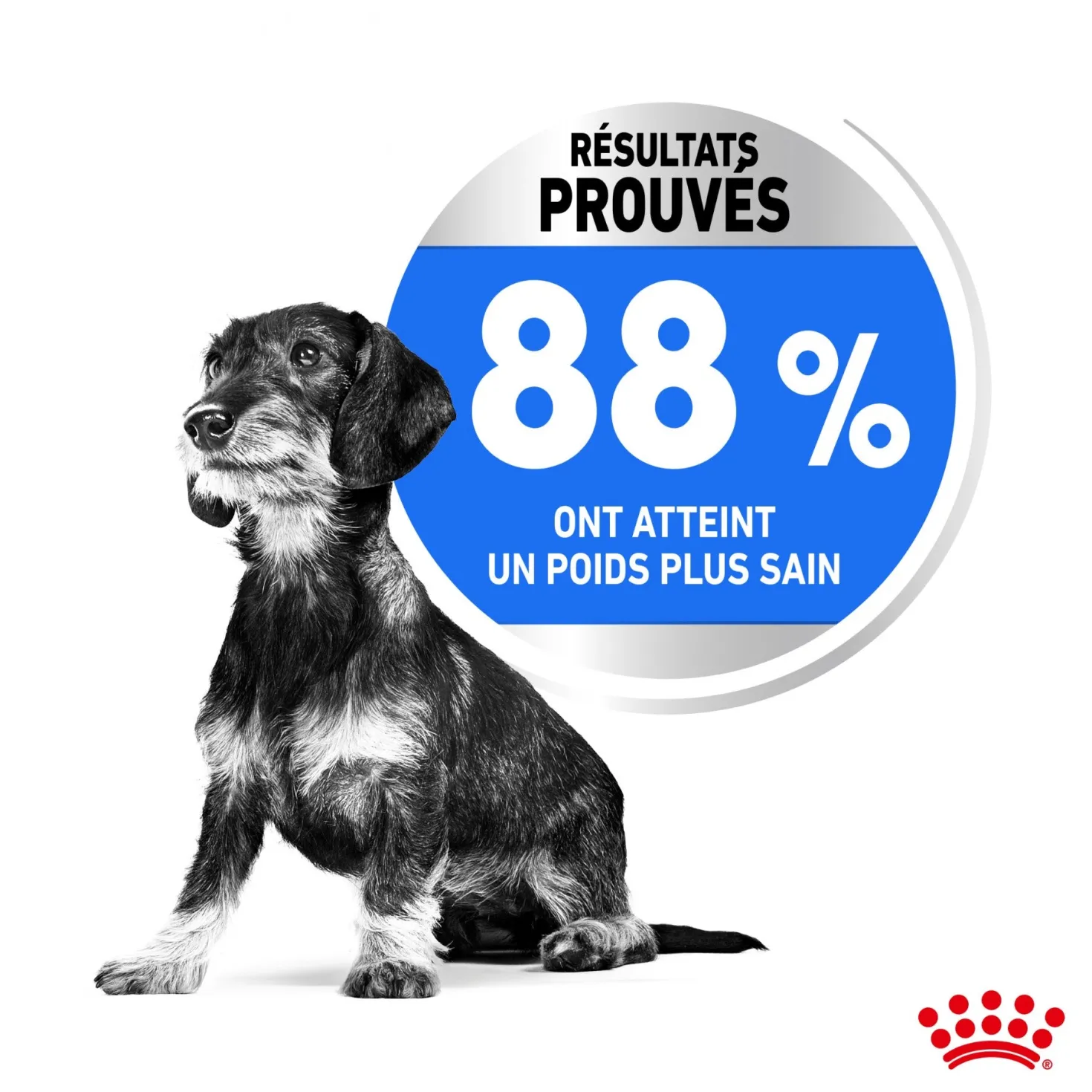 Royal Canin Mini Light Weight Care - Croquettes pour chien