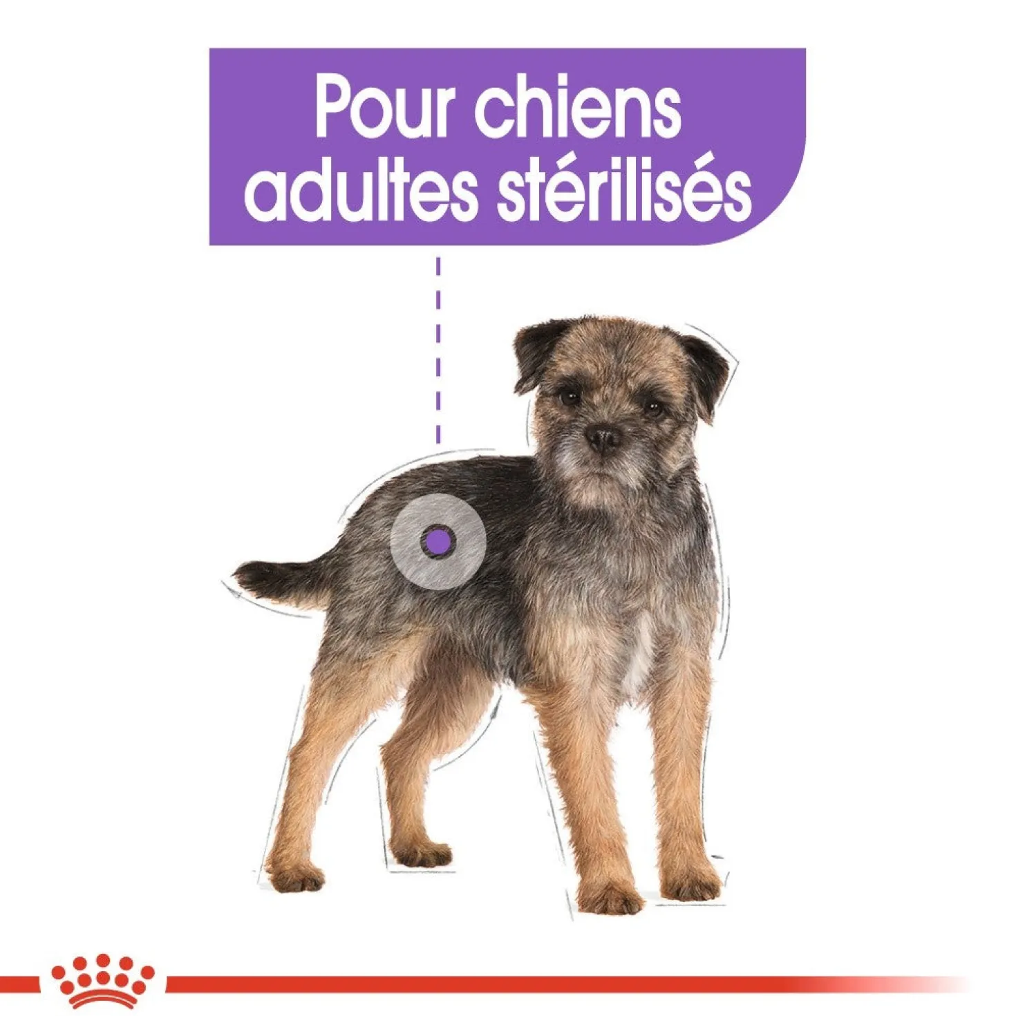 Royal Canin Mini Sterilised - croquettes chien