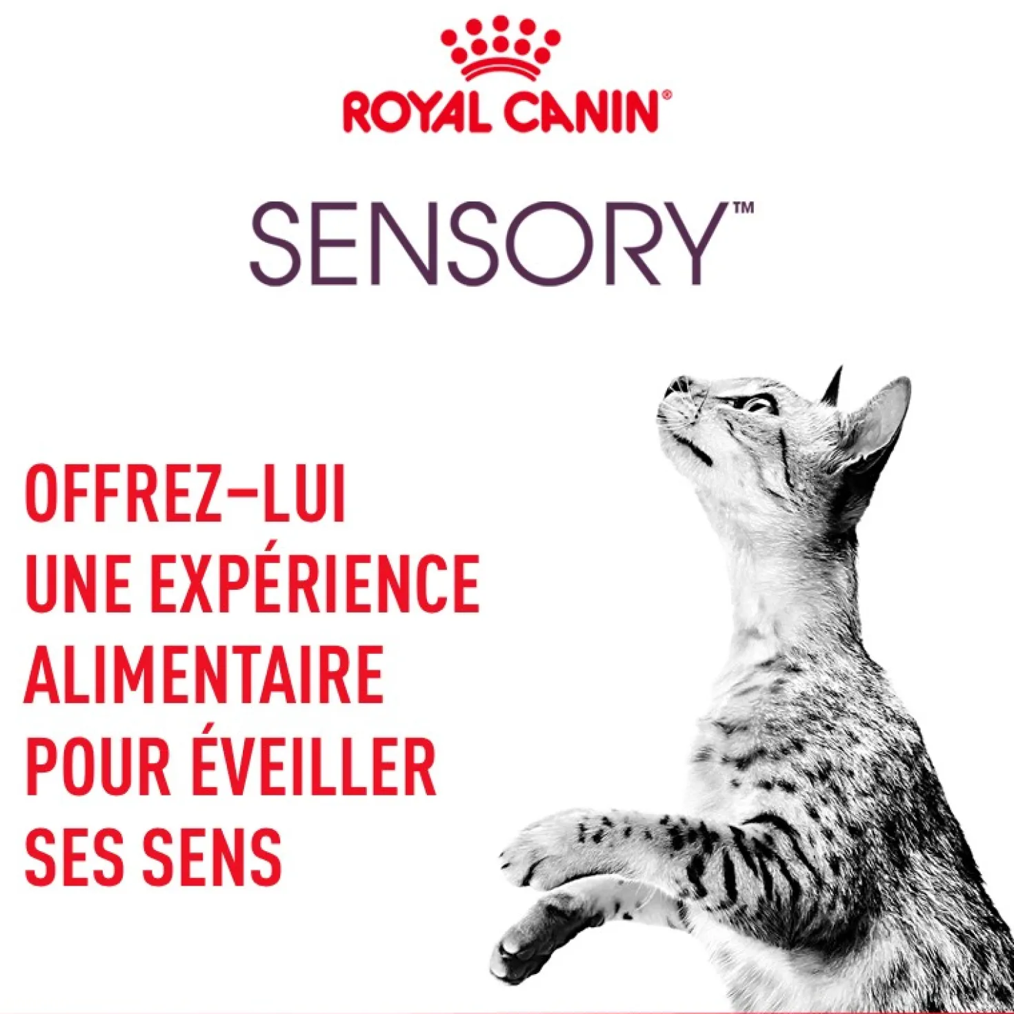 Royal Canin Sensory Multipack - pâtée chat
