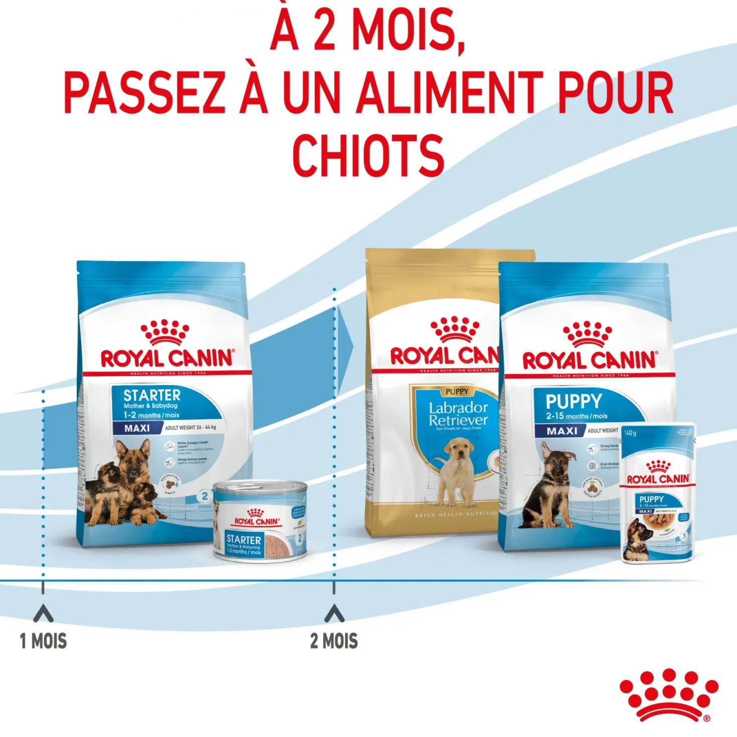 ROYAL CANIN Starter Maxi Mother & Babydog - Croquettes pour chiot