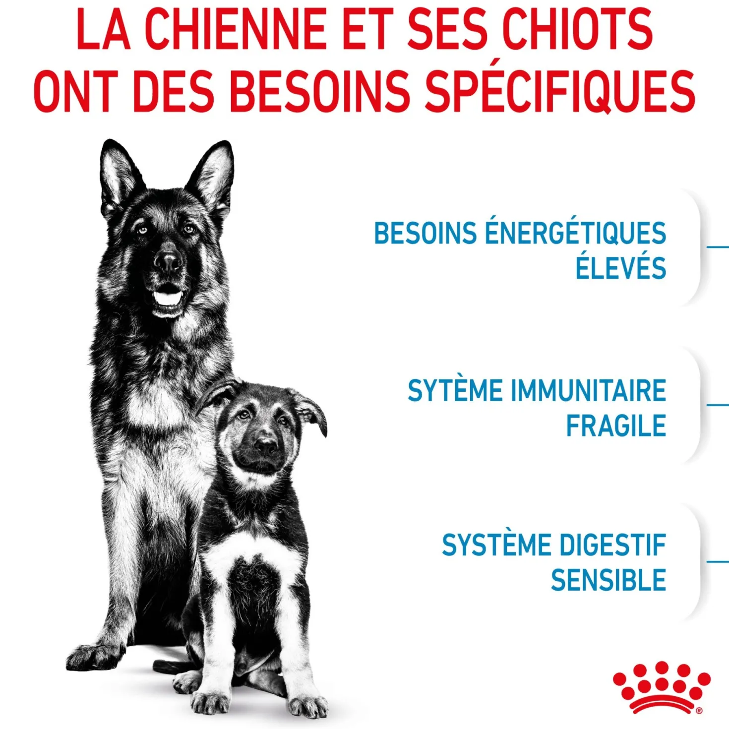 ROYAL CANIN Starter Maxi Mother & Babydog - Croquettes pour chiot