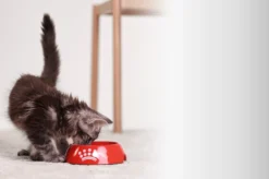 Royal Canin Sterilised 37 - croquettes chat