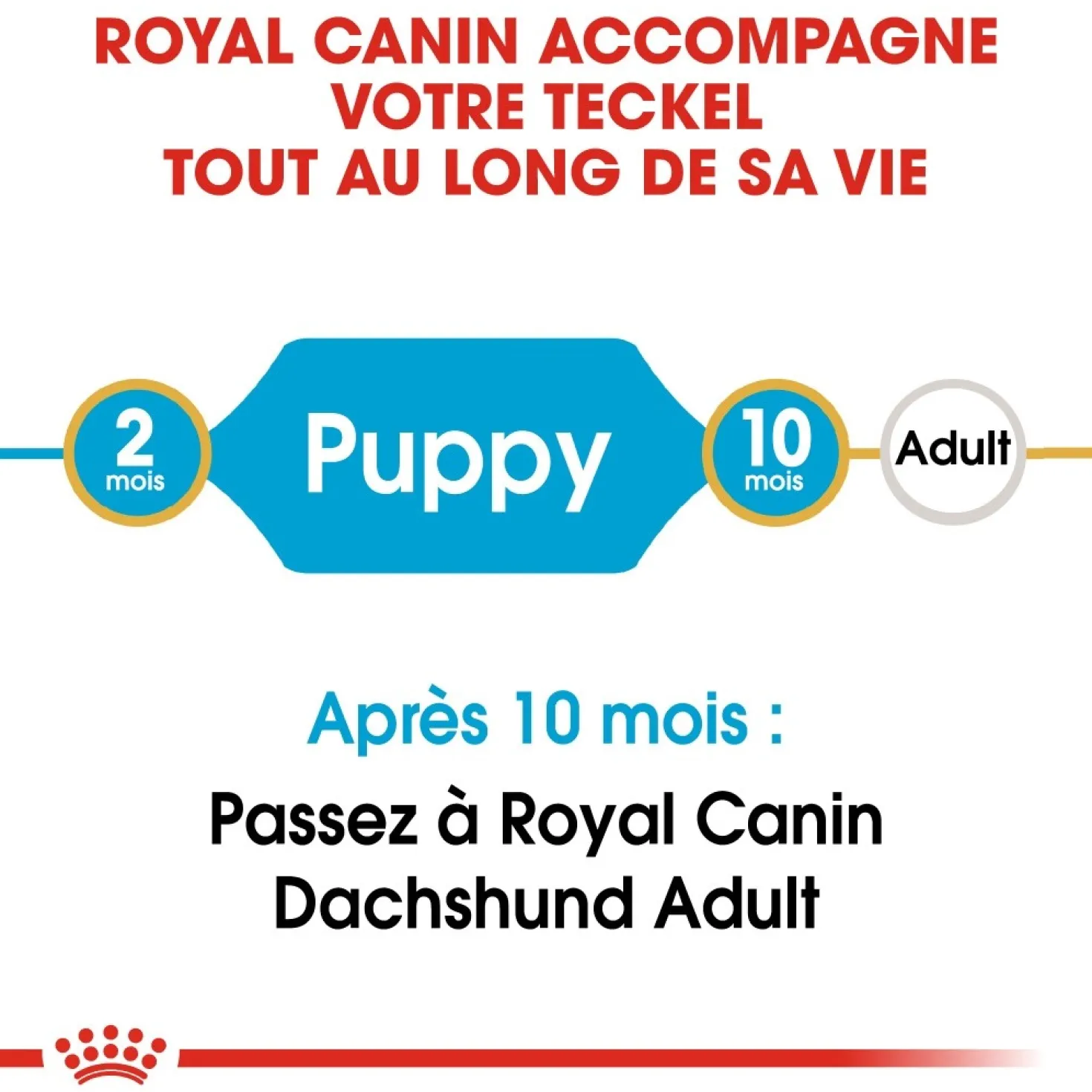 Royal Canin Teckel Puppy (Dachshund) - croquettes chiot