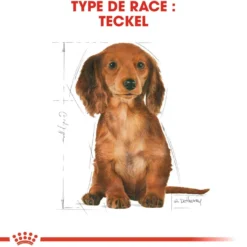 Royal Canin Teckel Puppy (Dachshund) - croquettes chiot