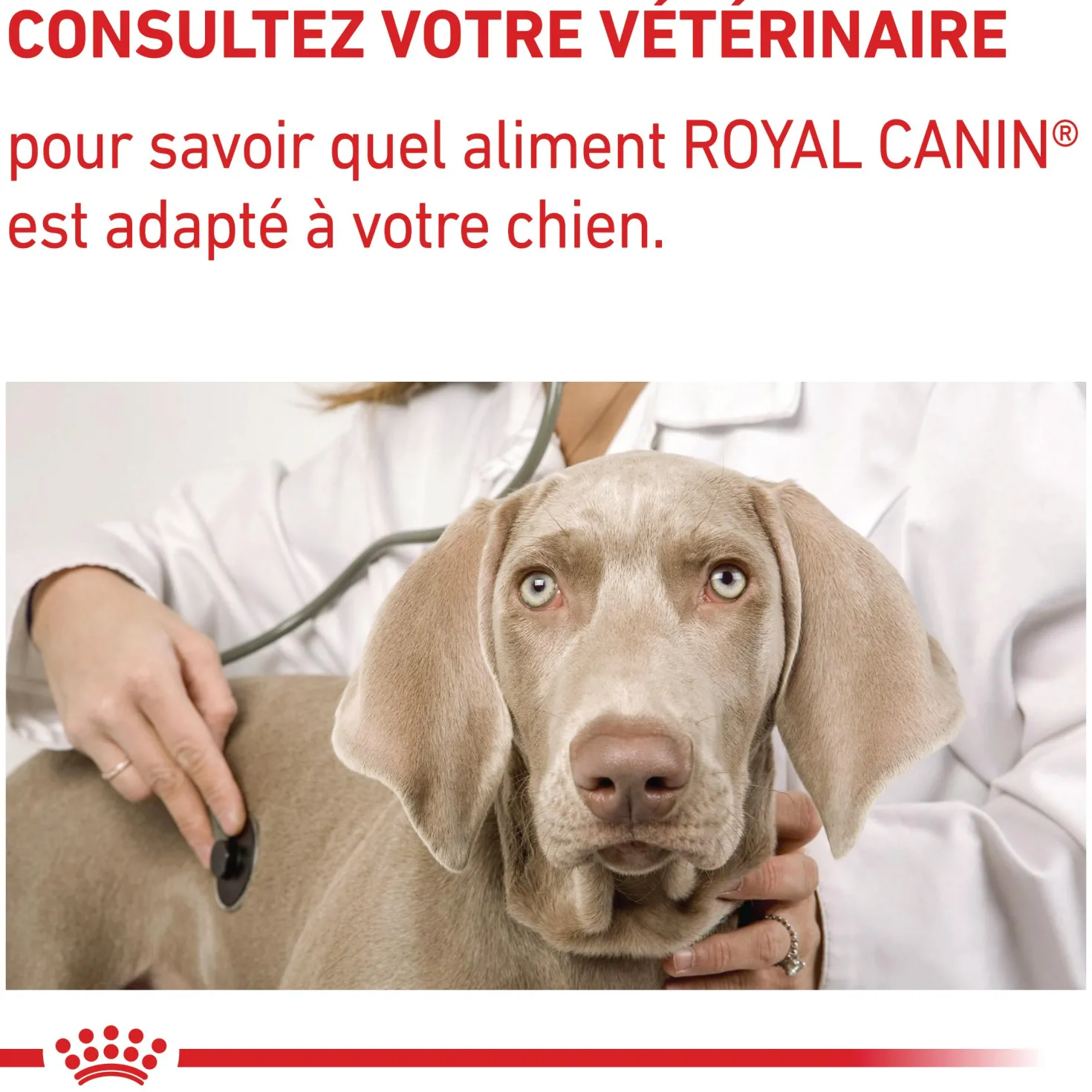 Royal Canin Veterinary Dental Small Dog