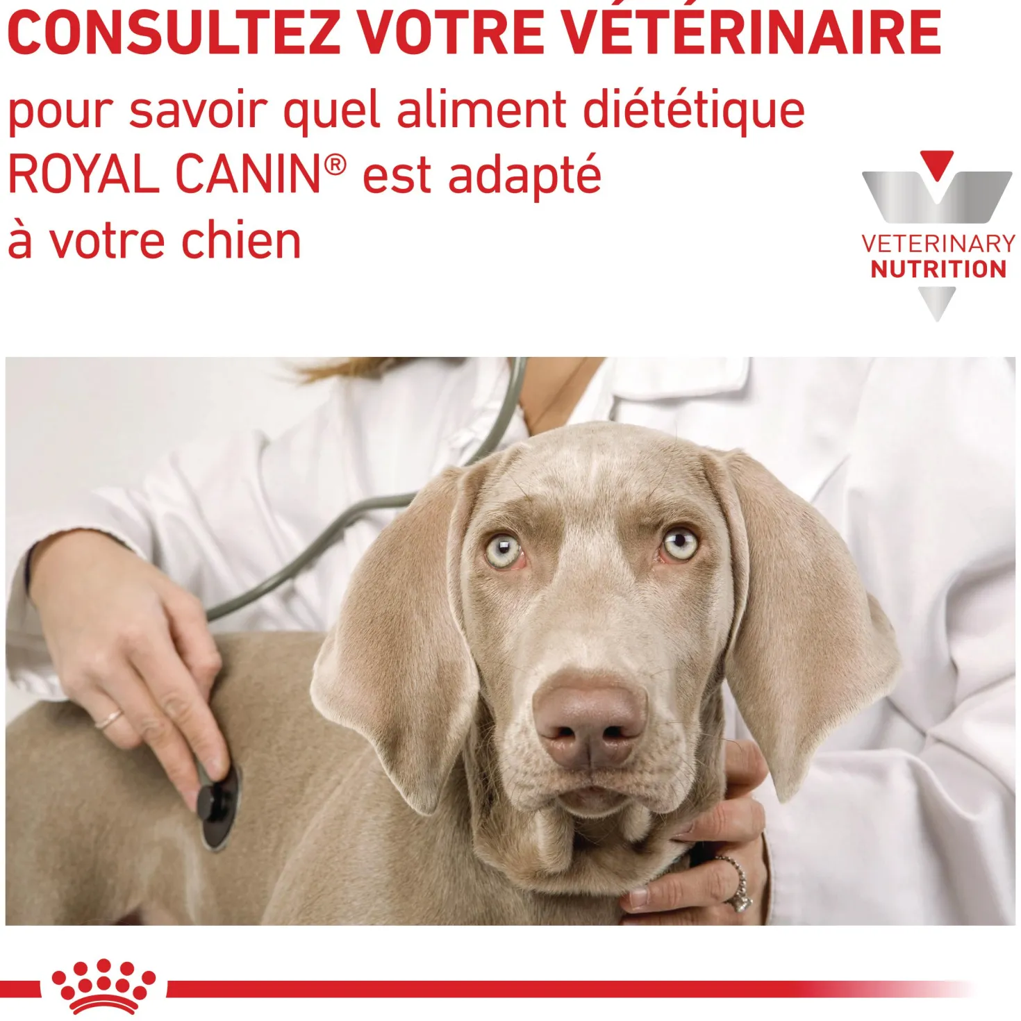 Royal Canin Veterinary Renal Select - croquettes chien