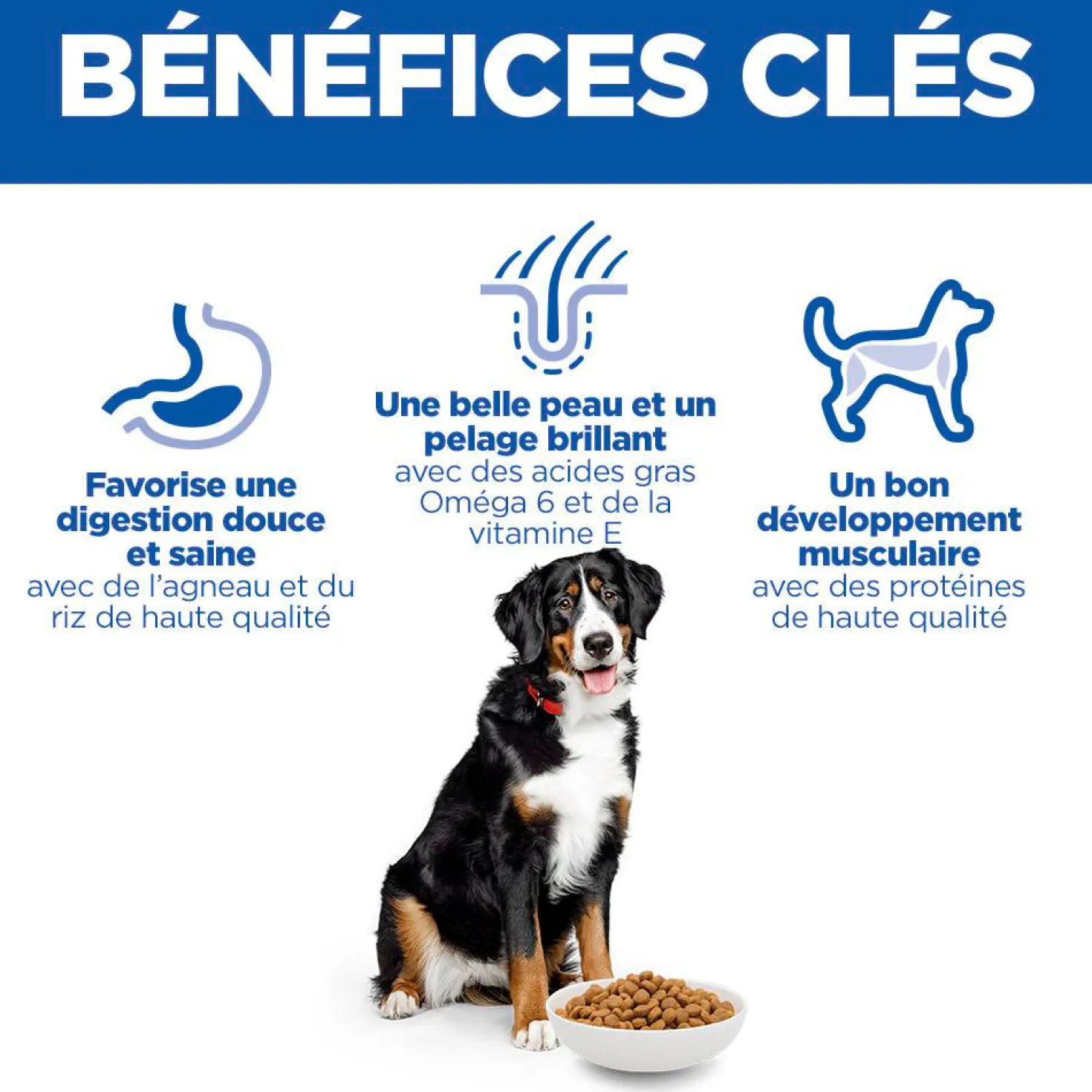 Sp Chien Adulte 1-5 Large Lambrice