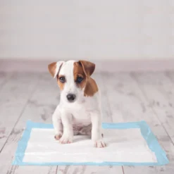 Tapis d’éducation chiot