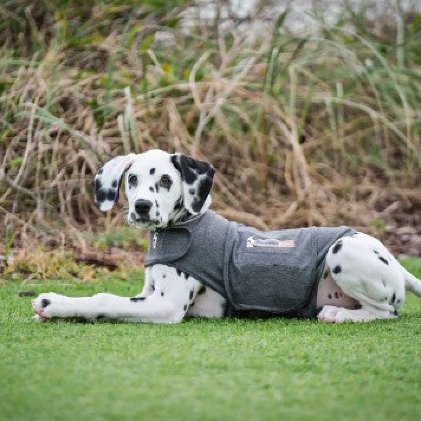 Thundershirt gilet relaxant chien