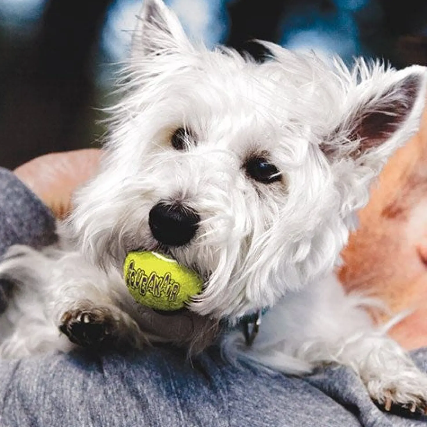 Trio de balles de Tennis SqueakAir Kong chien