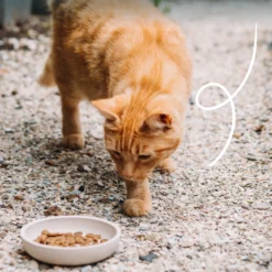 Yarrah bio - croquettes chat