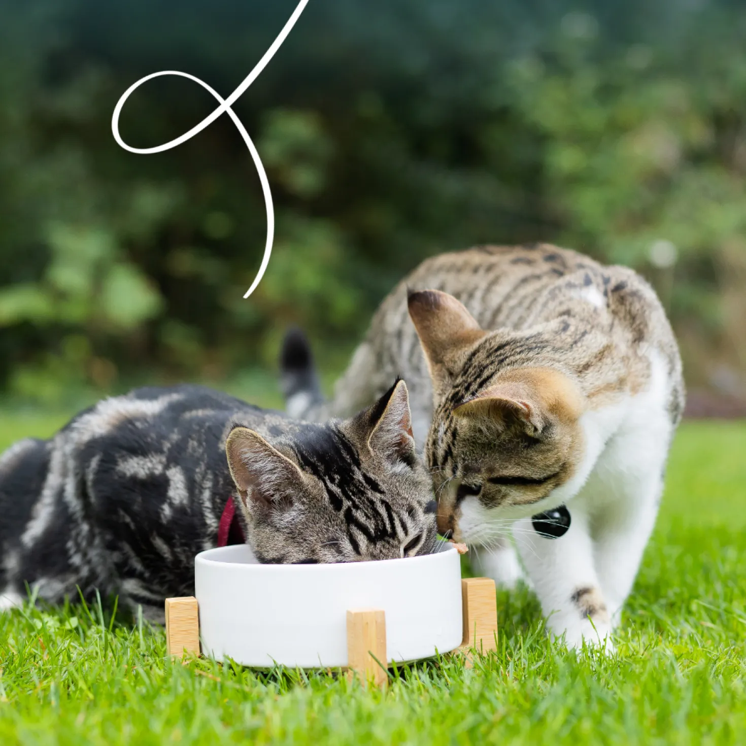Yarrah bio sans céréales - pâtée chat
