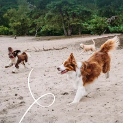Yarrah biscuits bio végétarien pour petit chien