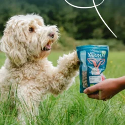 Yarrah mini snacks bio pour chien