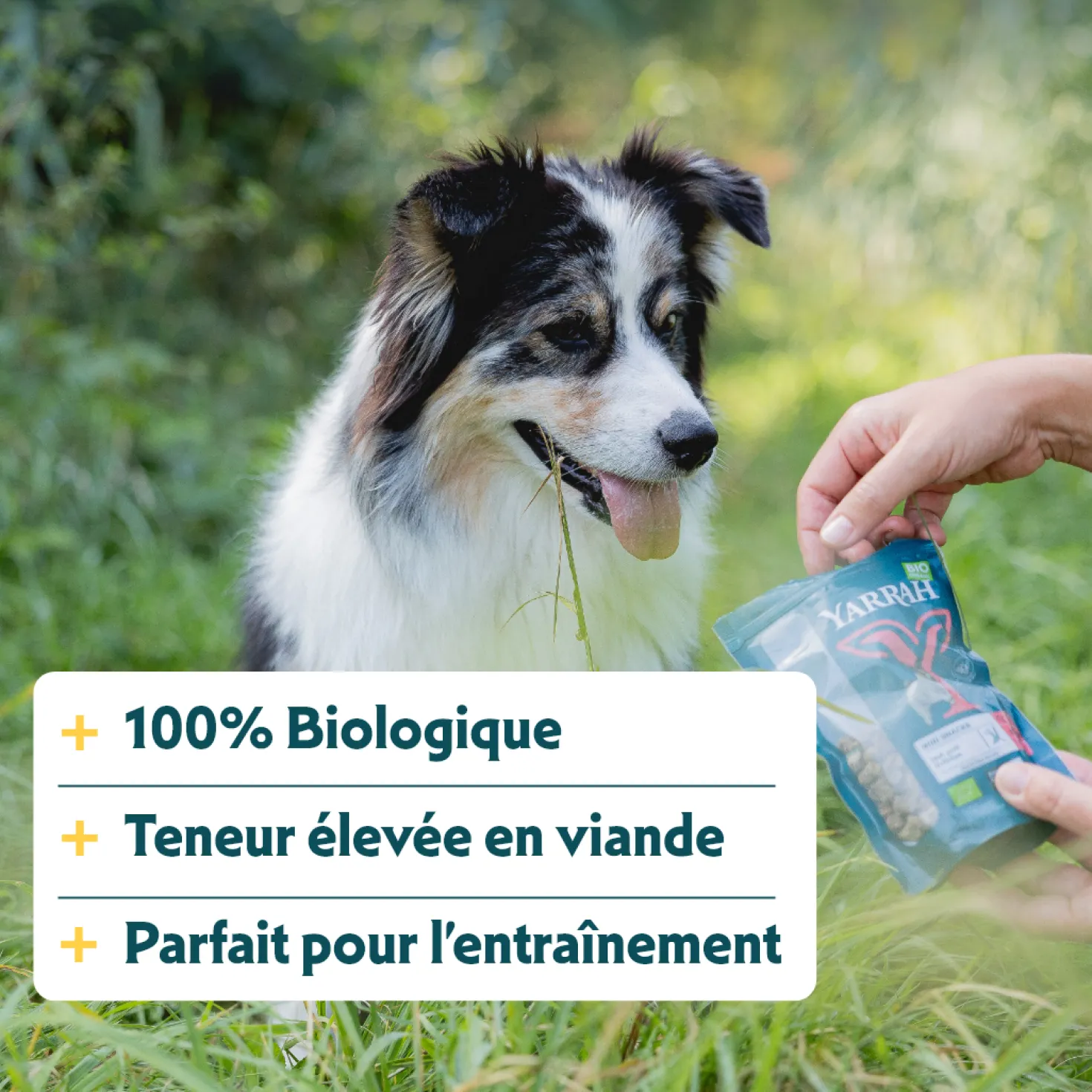 Yarrah mini snacks bio pour chien