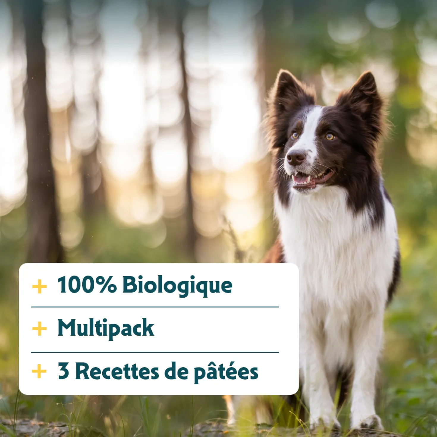 Yarrah multi-pack bio - pâtée chien