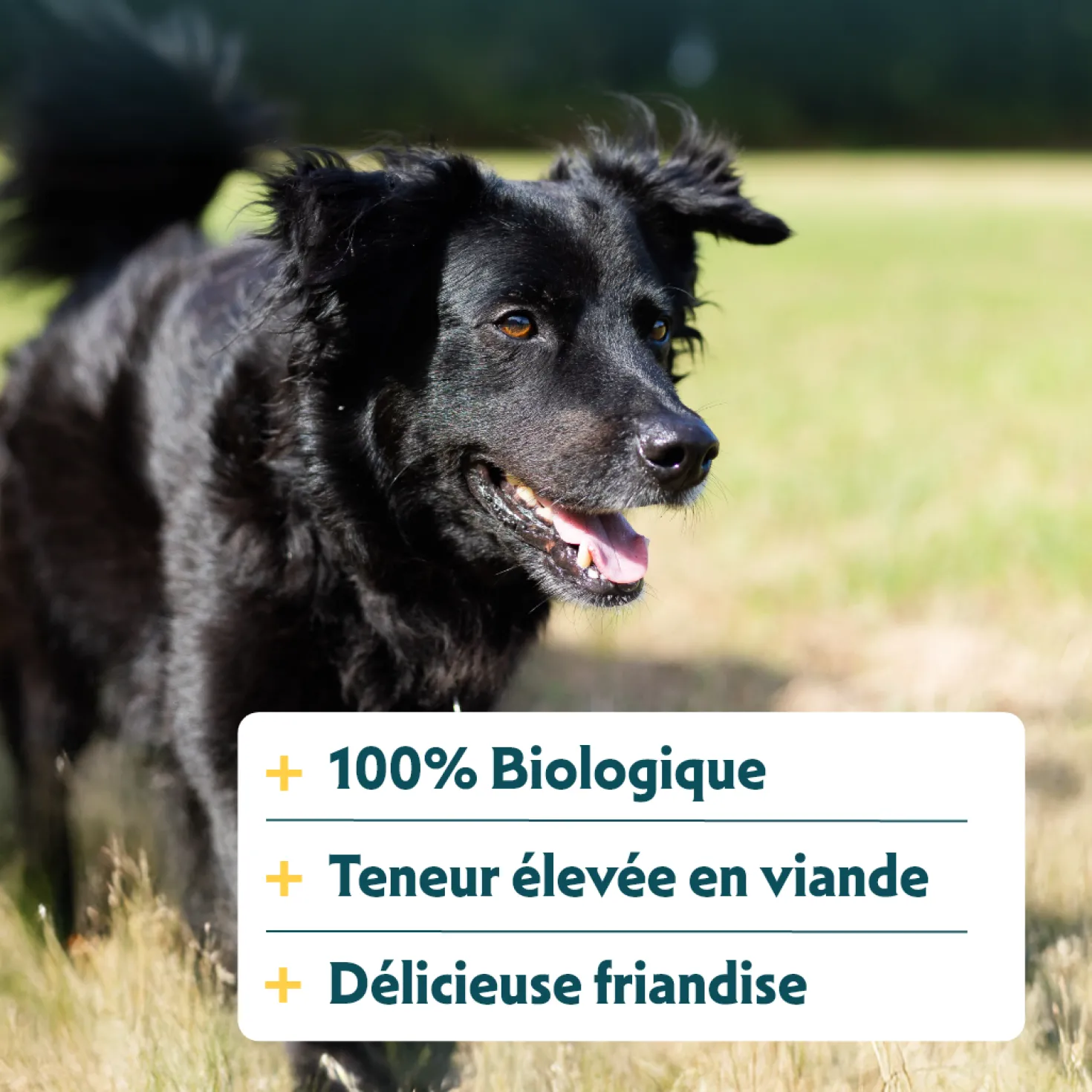 Yarrah sticks à mâcher bio chien