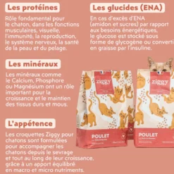 Ziggy poulet - croquettes chaton